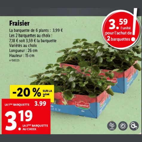 Barquette plants de fraisiers Lidl Grandiol