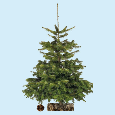 Bon plan sapin Lidl Nol 2024